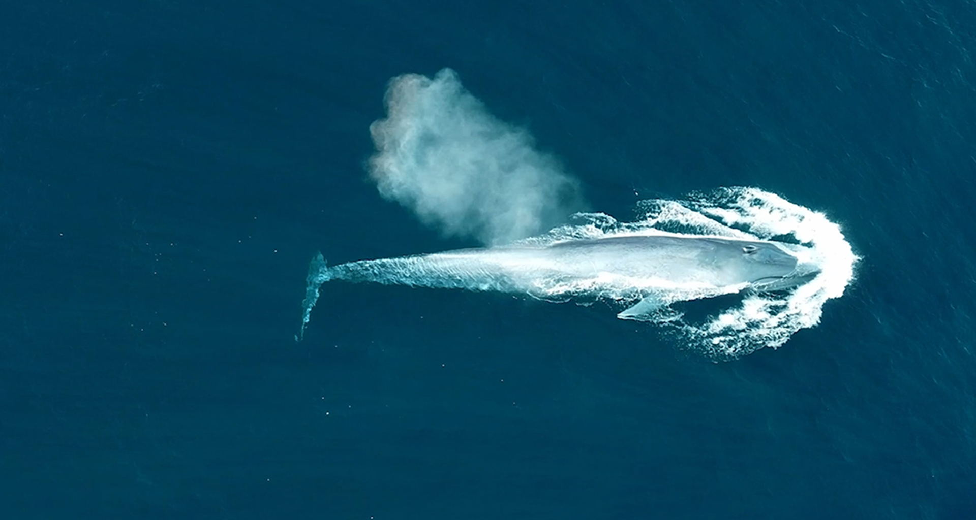 护佑生命并肩前行·letou国际米兰生物品牌片